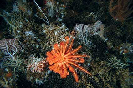 <em>A new species of sea star, or starfish</em>